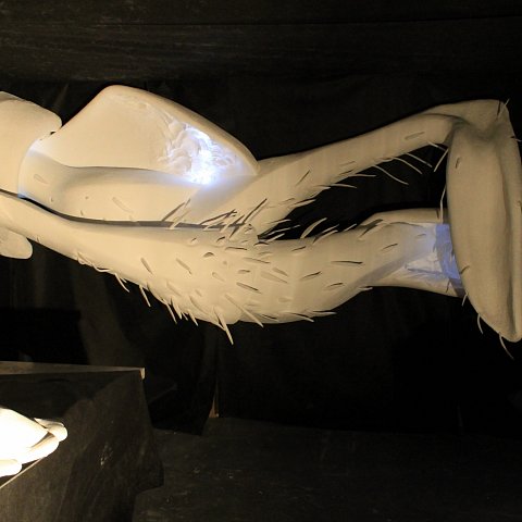 IMG-2338.JPG